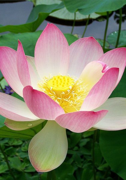 Sacred_lotus_Nelumbo_nucifera
